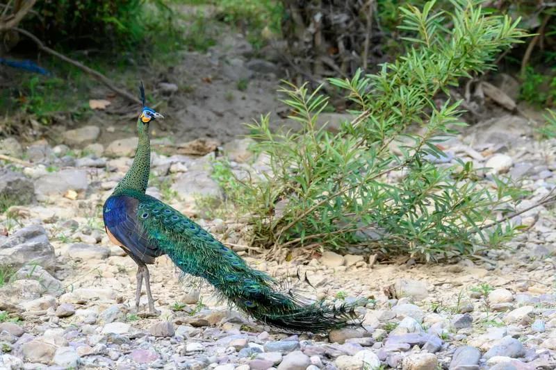 楚雄州成为国内绿孔雀野外种群主要保存地